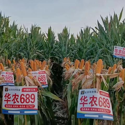 华农689——国审新品种抗性优    中晚熟高产容重高