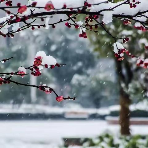 乍暖还寒梅映雪，博学洽闻师益友