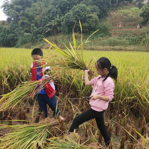 加强劳动教育，争做劳动小能手——容县容州镇第三小学三年级开展劳动教育活动