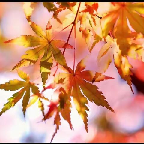 集体备课凝智慧共同研讨促成长——仲村镇中心校六年级语文组集备活动