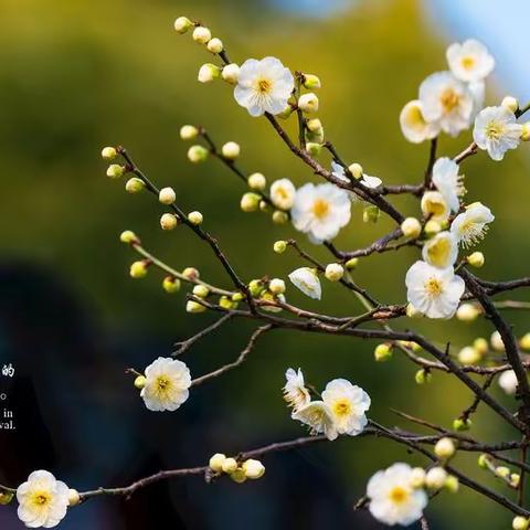 芳华待灼 砥砺深耕——附中红星学校小语组第二周教研活动纪实