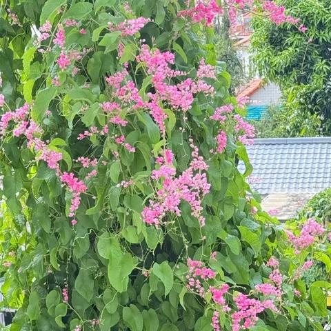 鲜花盛开迎中秋！