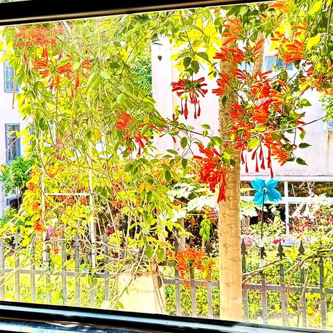 窗外——红红火火迎大年！