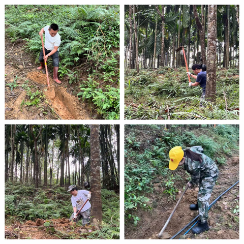 加钗分公司胶园冬春管进行时