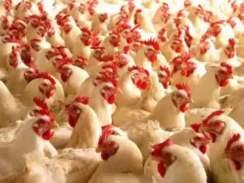 什么是肠毒综合症？药物组方和治疗方案送给您