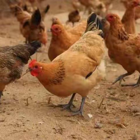 禽医老刘分享葡萄糖在养禽过程中的作用！