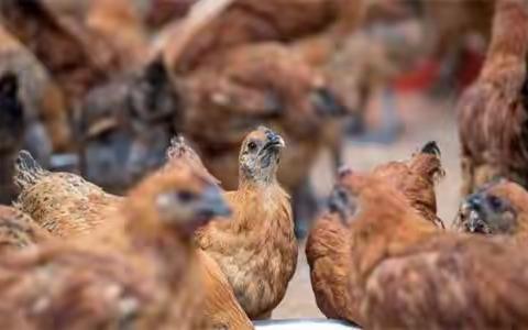 利皇动保分享：鸡得了腺肌胃炎应该怎么办？