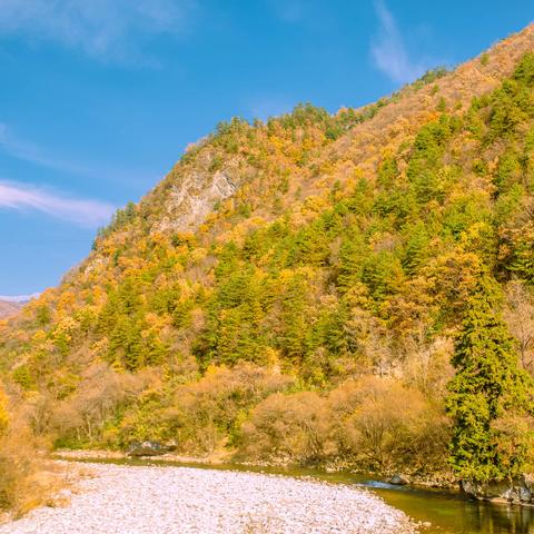 秦岭追叶---自驾陕西四川追红叶彩林赏秋