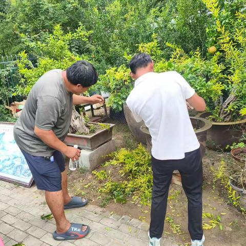 民权县举办2025年盆景造型修剪交流会 共话技艺传承与创新