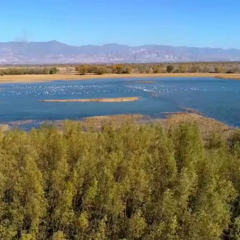 涿鹿县桑干河国家湿地公园上演了“天鹅湖”美景