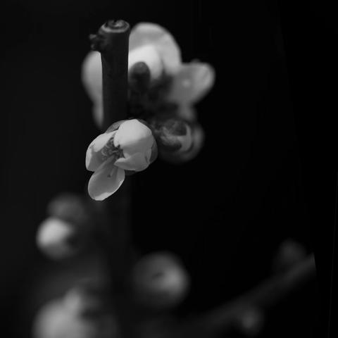 宜川两湾摄友莘庄探梅摄影作品集锦202302（二）