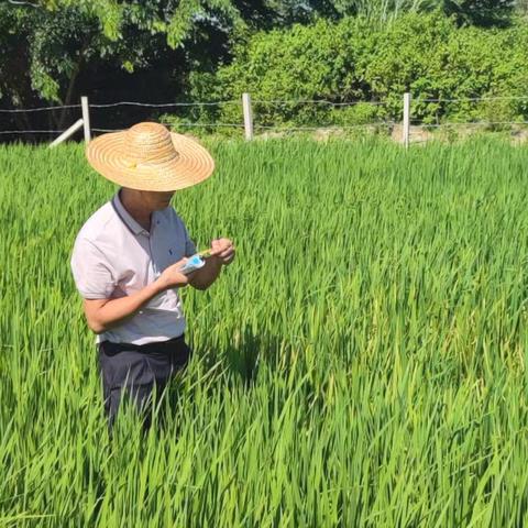 海口市农技中心派技术人员前往大致坡镇回访调查水稻生长异常恢复情况并开展技术指导