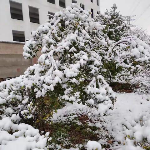 突降大雪，绿化工人除雪忙