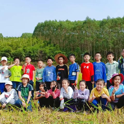 风吹稻香 喜迎硕果——南宁市天桃实验学校教育集团天桃校区开展秋收劳动实践活动