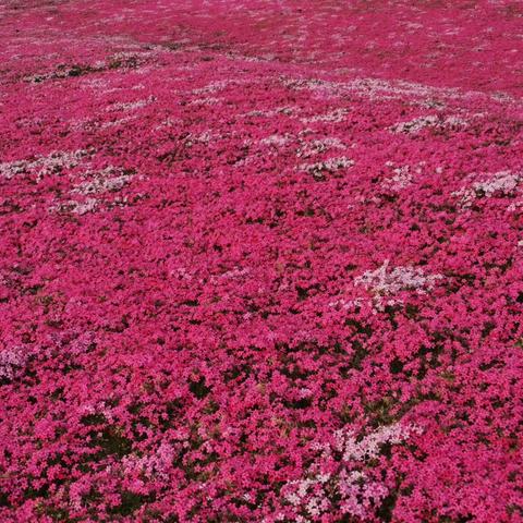 花海