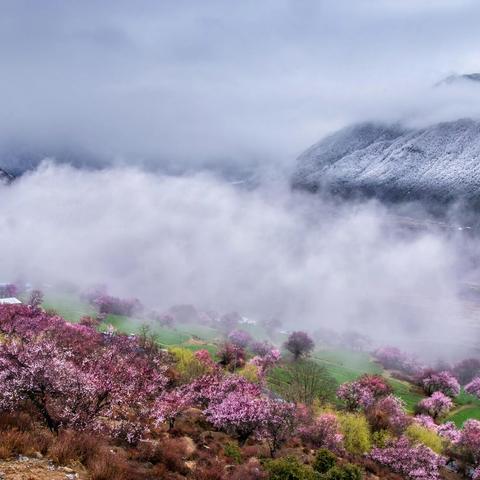 梦寻林芝桃花（云雾缭绕.宛如仙境）