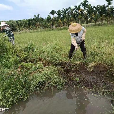 东路镇东路村委会开展七月份治水活动