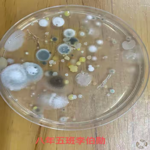 走近微生物世界，感受微生物之美