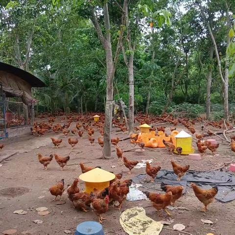 空联村|从“鸡”础做起