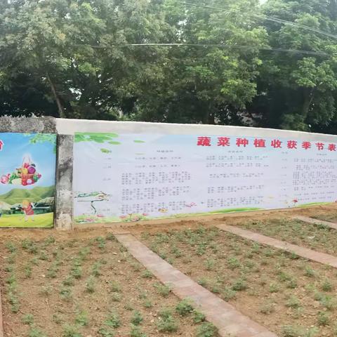 那洪小学劳动实践基地：孩子们的绿色课堂