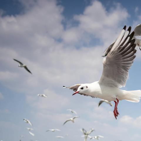 C云南洱海红嘴鸥2018.3.4