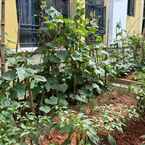 “种植园里欢乐多，黄瓜成熟乐呵呵”湘粤幼儿园彩虹🌈一班黄瓜采摘活动