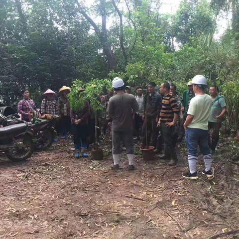 海南乡土珍稀珍贵濒危树种基地育苗培训（二）