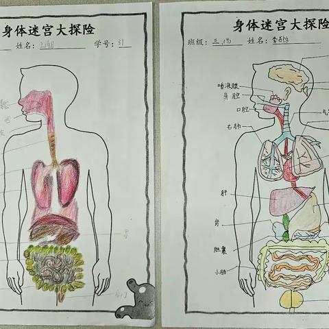 身体迷宫大探险——科学、信息综合实践活动作业展示