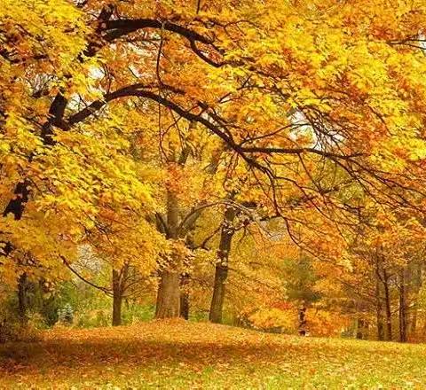 质量分析知得失，反思交流促成长——记药王庙小学教与学质量分析会