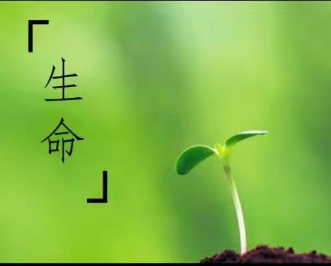雏鹰假日小队项目化学习之生命的奥秘