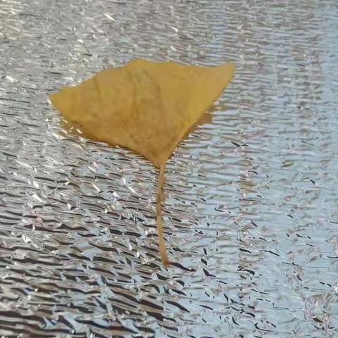 秋日花事：萧瑟里的生机与希望