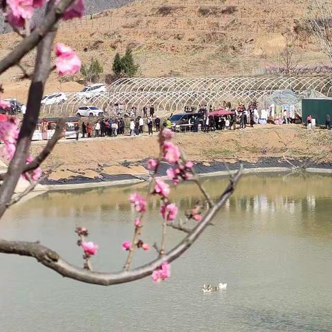 嵩县第五届梅花文化旅游节，3月20日上午在嵩县德亭镇元湾村梅园开幕