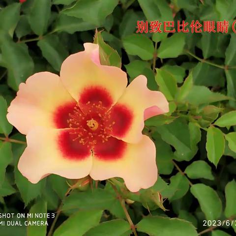 上海辰山植物园月季园（2023-06-03）