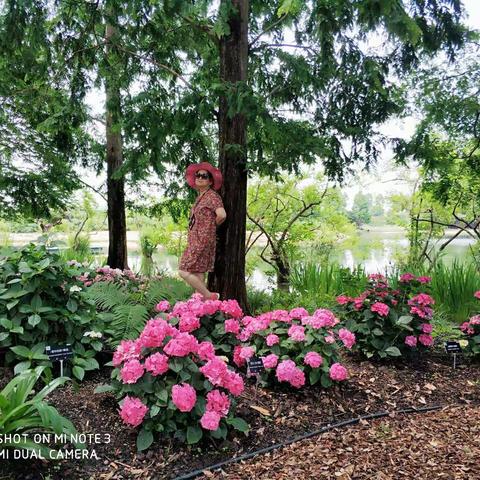 上海辰山植物园绣球花园（2023-06-03）