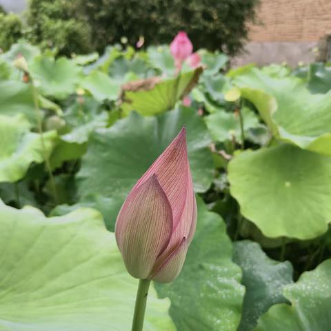 雨中荷花