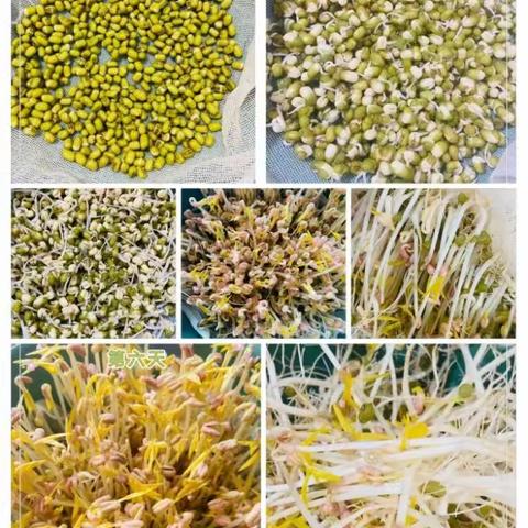 立足学科素养  尽展科学魅力