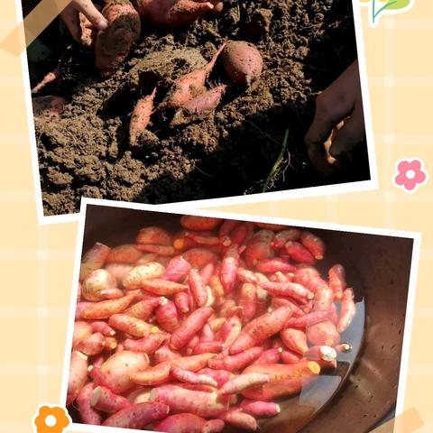 挖薯趣·劳动乐！——增村学区北桥寨小学劳动基地红薯收获活动纪实