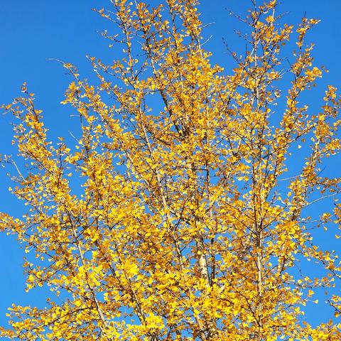 中期报告凝聚智慧 课题培训助力成长——临沂汤庄实验学校小学部2024学年度区级在研课题中期汇报暨校级课题培训活动