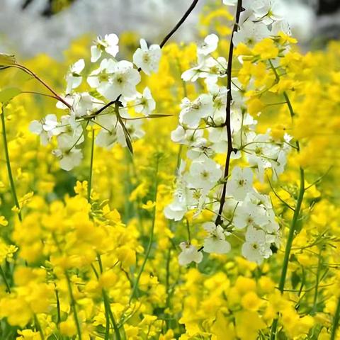 【街道日报】净美家园迎盛会，梨乡焕新待君来 ——龙乡社区开展志愿者清洁活动