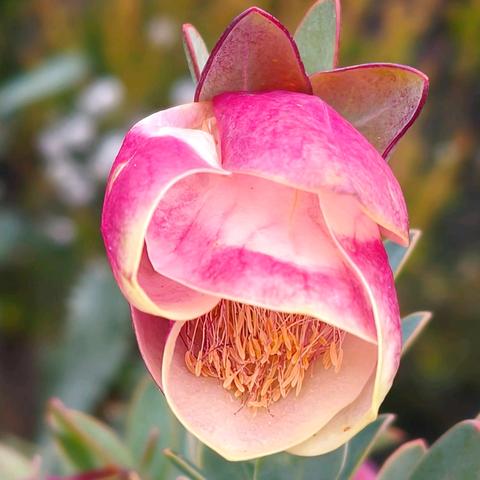 西澳南线植物（三）