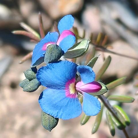 西澳南线植物（四）