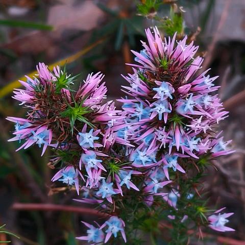 西澳南线植物（六）