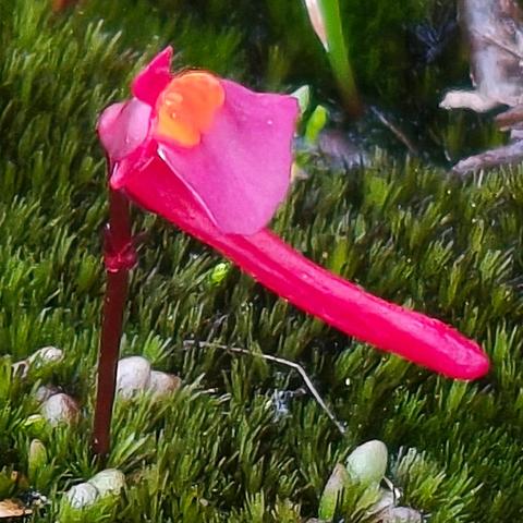 西澳南线植物（七）