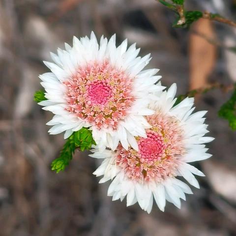 西澳南线植物（五）