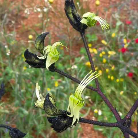 国王公园（二）