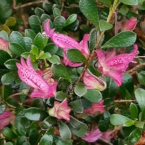 国王公园（三）