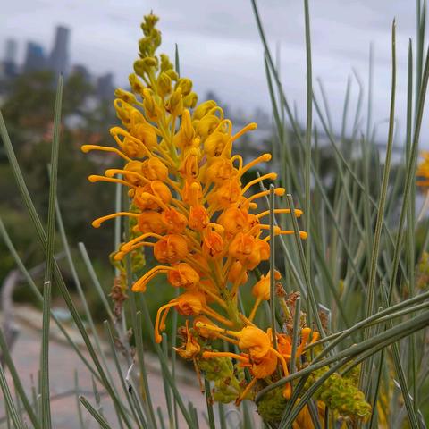 国王公园（五）