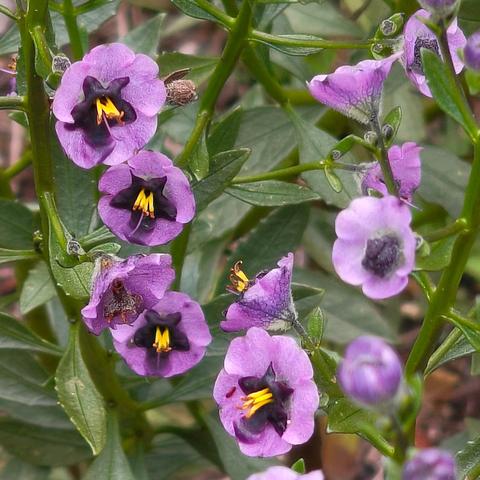 国王公园（四）