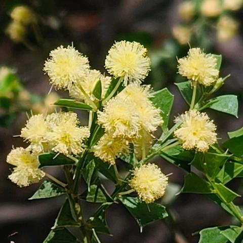 国王公园（七）