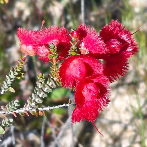 国王公园（八）